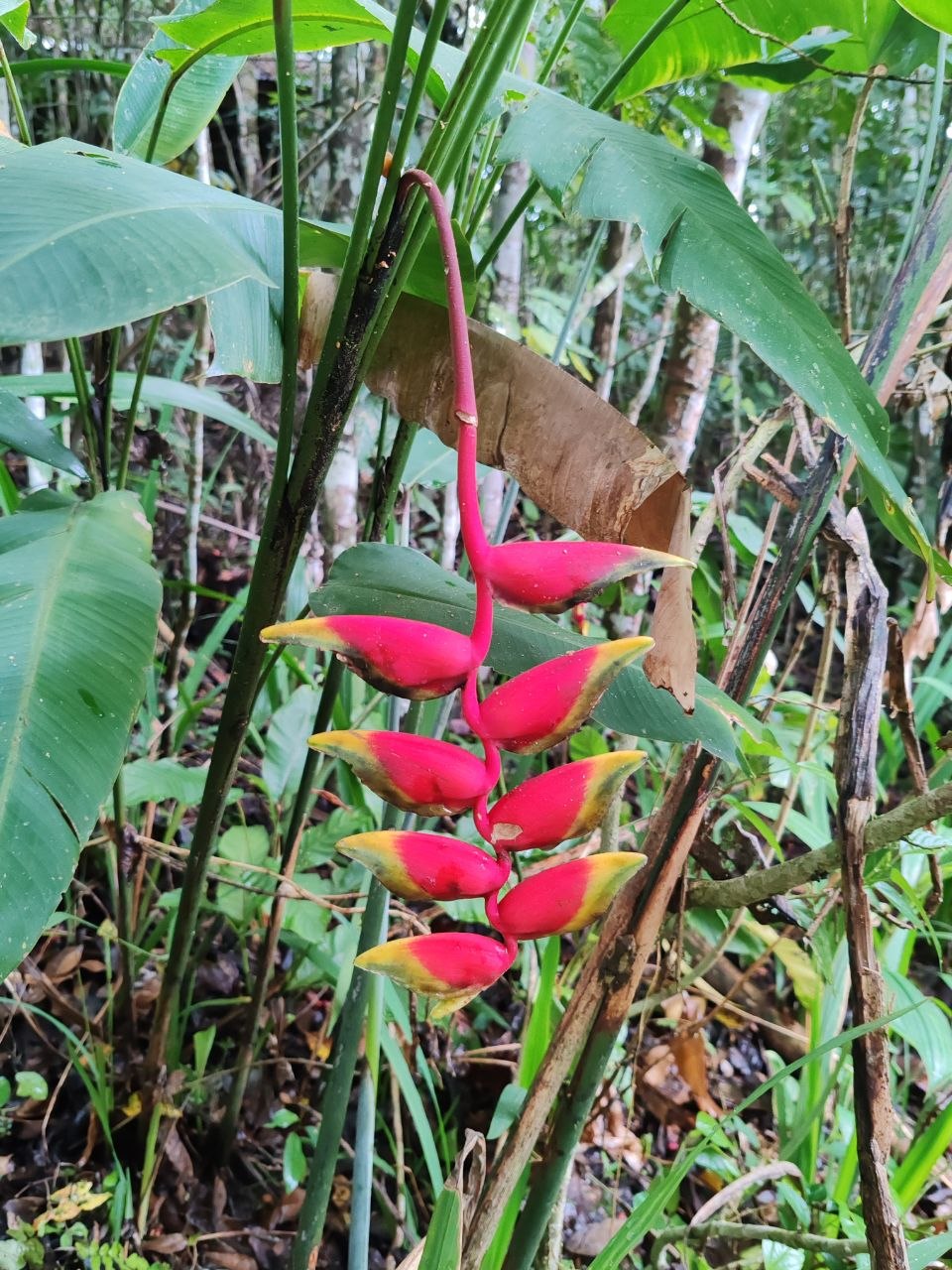 Heliconia flower in Bohol